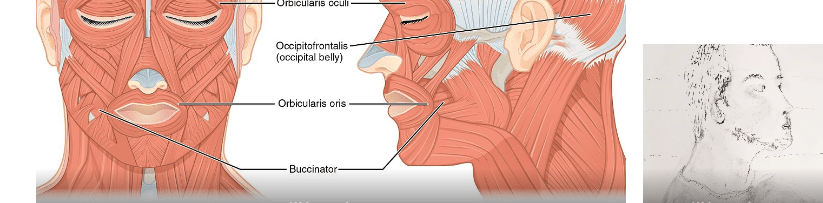 My pictures paint a thousand…&nbsp;faces